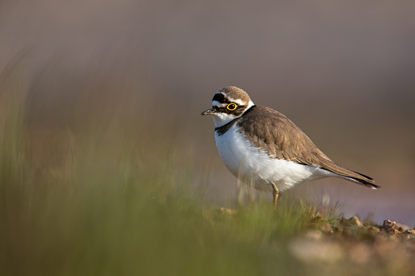 Flussregenpfeifer, Charadrius dubius