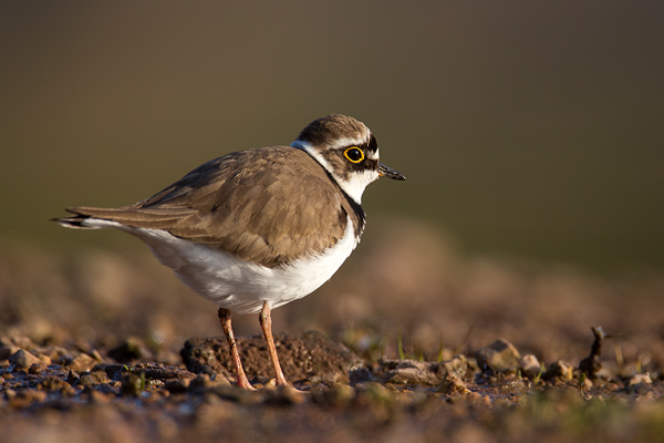 Flussregenpfeifer, Charadrius dubius