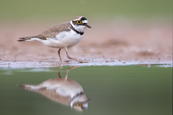 Flussregenpfeifer, Charadrius dubius