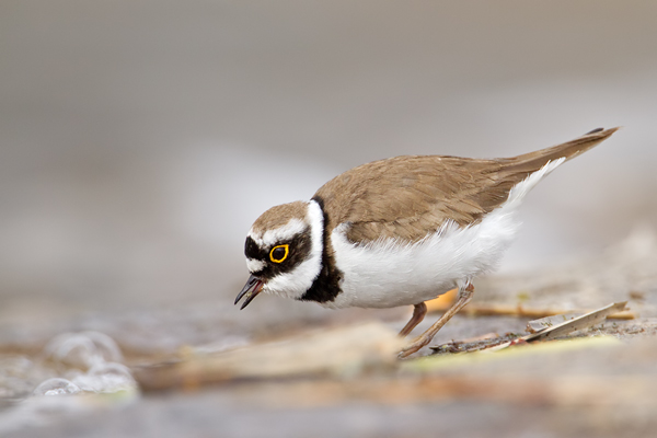 Flussregenpfeifer, Charadrius dubius