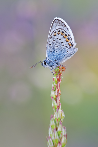 Geißklee-Bläuling, Plebejus argus