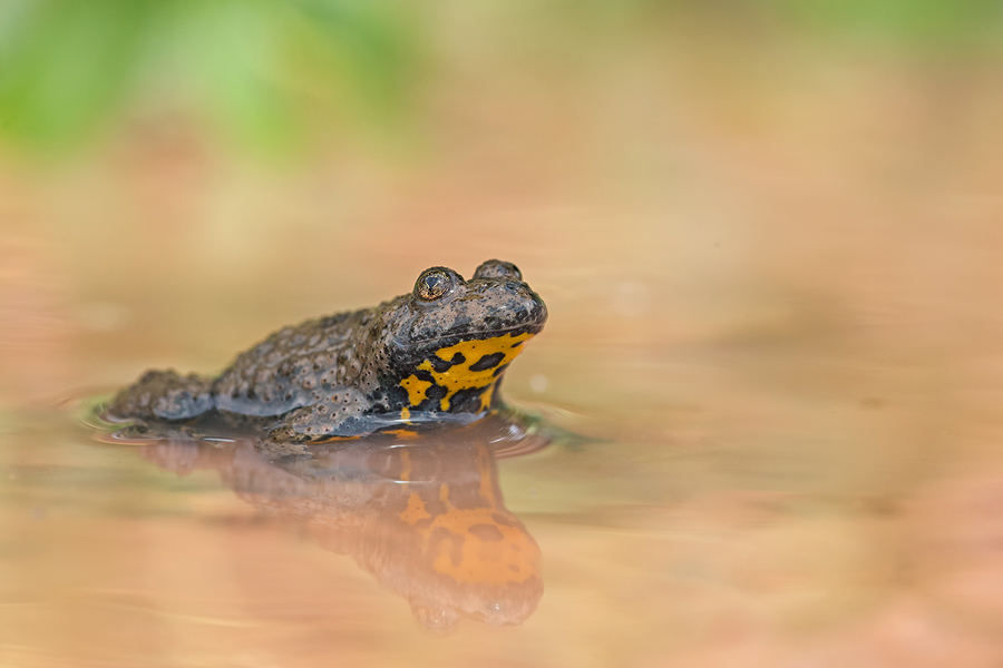 Gelbbauchunke, Bombina variegeta