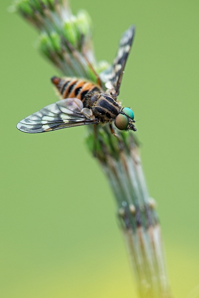 Goldaugenbremse, Chrysops relictus