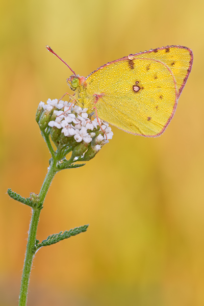 Weißklee-Gelbling  oder auch Goldene Acht, colias cf. hyale