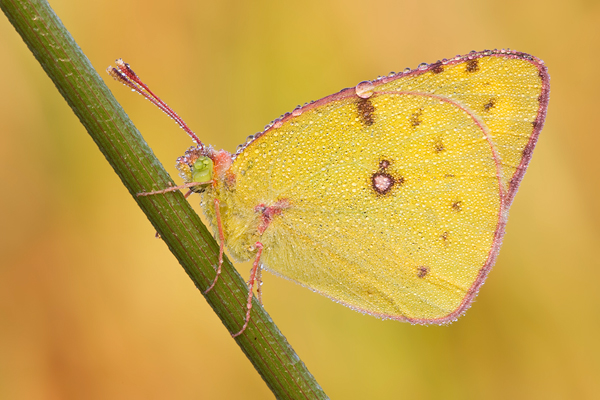 Weißklee-Gelbling  oder auch Goldene Acht, colias cf. hyale