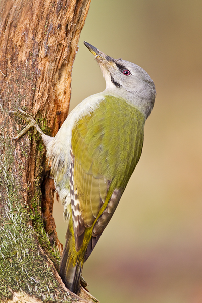 Grauspecht, Picus canus