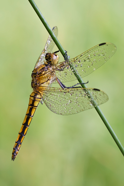 Großer Blaupfeil, Orthetrum cancellatum