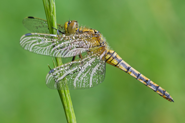 Großer Blaupfeil, Orthetrum cancellatum