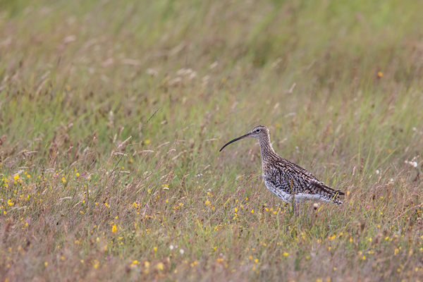 Großer Brachvogel , Numenius arquata