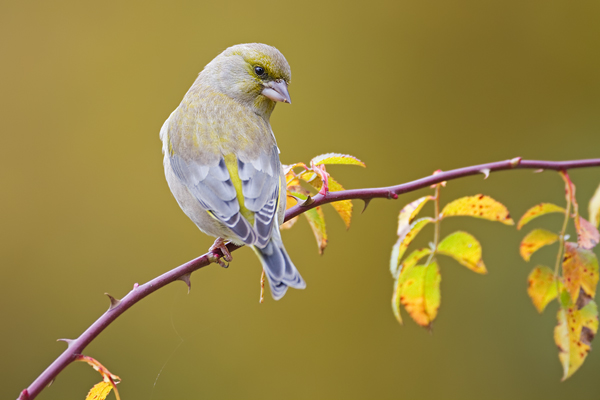 Grünfink, Carduelis chloris