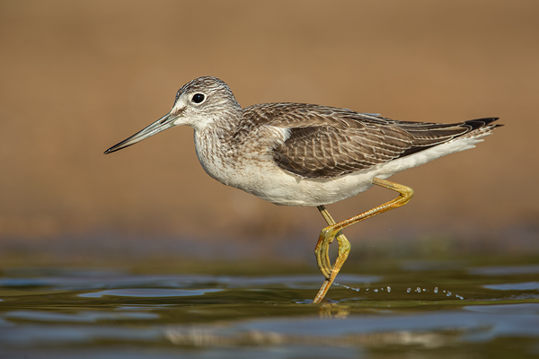 Grünschenkel, Tringa nebularia