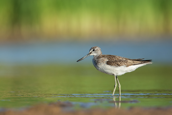 Grünschenkel, Tringa nebularia