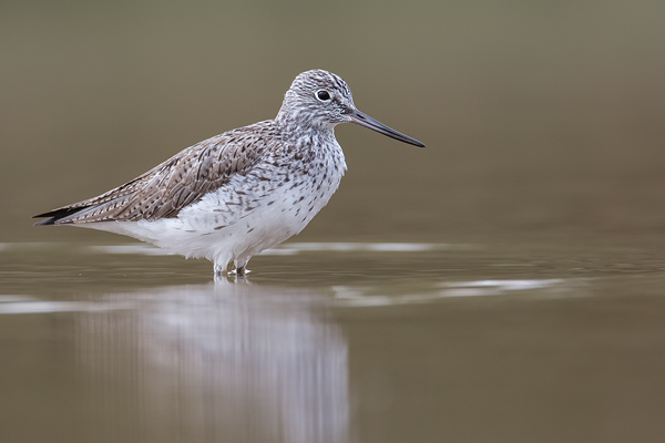 Grünschenkel, Tringa nebularia