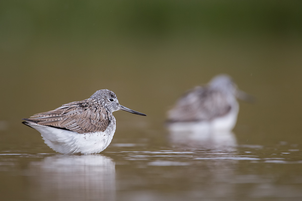 Grünschenkel, Tringa nebularia