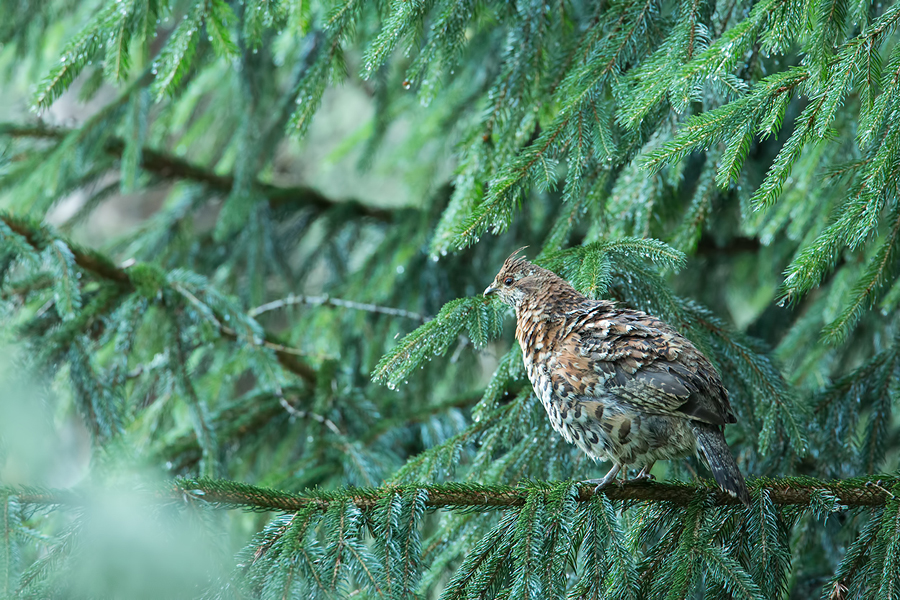 Haselhuhn, Bonasa bonasia