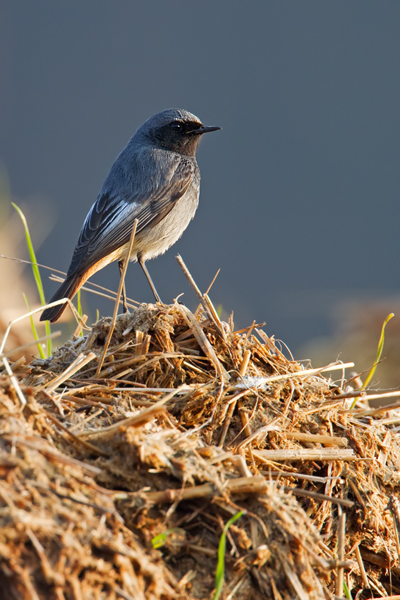 Hausrotschwanz, Phoenicurus ochruros