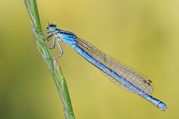 Helm-Azurjungfer, Coenagrion mercuriale