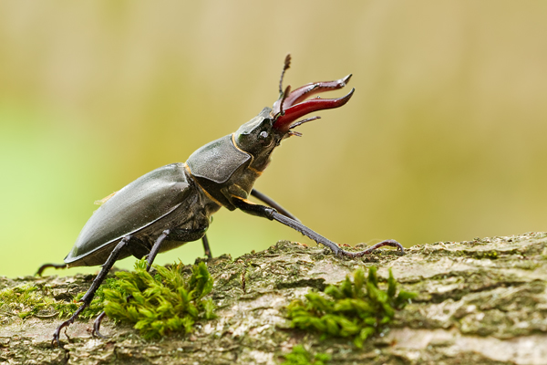 Hirschkäfer (, Lucanus cervus