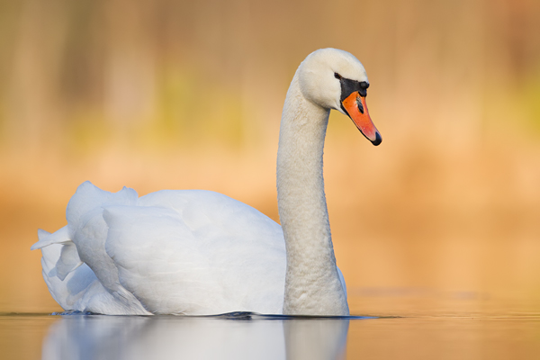 Höckerschwan, Cygnus olor