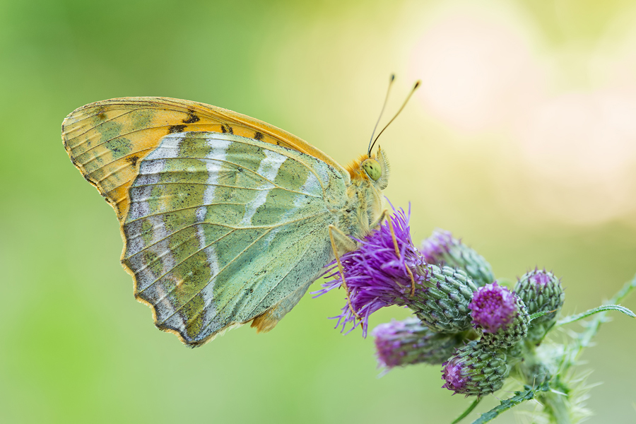 Kaisermantel, Argynnis paphia 