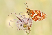 Übersichtsbild der Kategorie Schmetterlinge