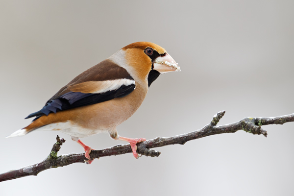 Kernbeißer, Coccothraustes coccothraustes