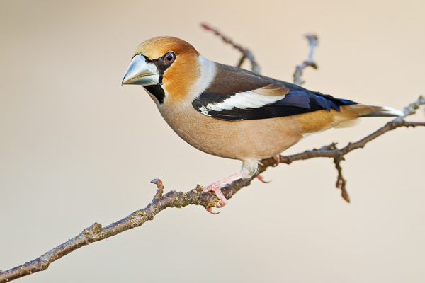 Kernbeisser, Coccothraustes coccothraustes