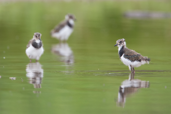 Kiebitz, Vanellus vanellus