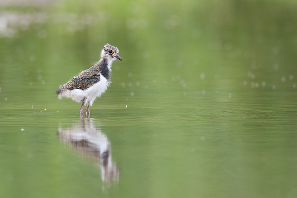 Kiebitz, Vanellus vanellus