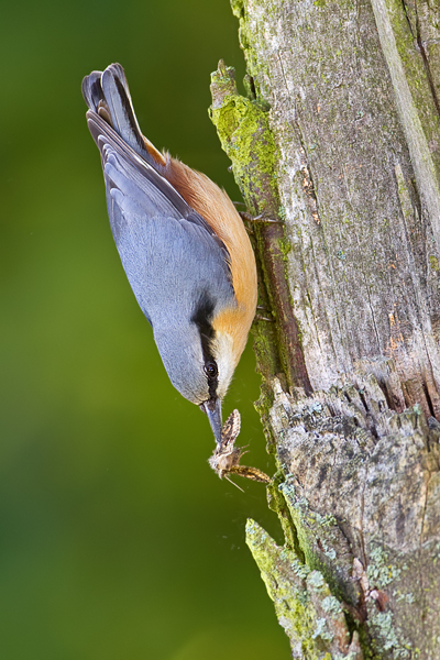 Kleiber, Sitta europaea