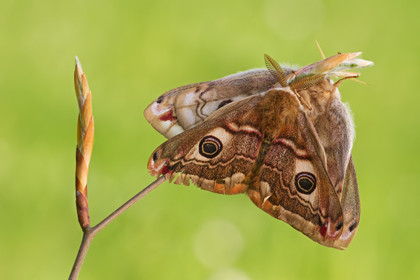 Kleines Nachtpfauenauge, Saturnia pavonia