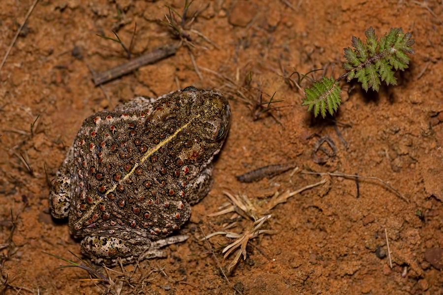 Kreuzkröte, Bufo calamita