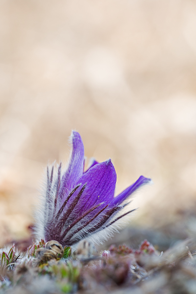 Küchenschelle, Pulsatilla vulgaris
