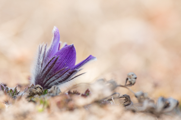 Küchenschelle, Pulsatilla vulgaris