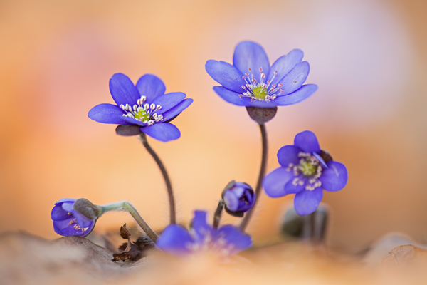 Leberblümchen, Hepatica nobilis