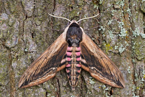 Ligusterschwärmer, Sphinx ligustri