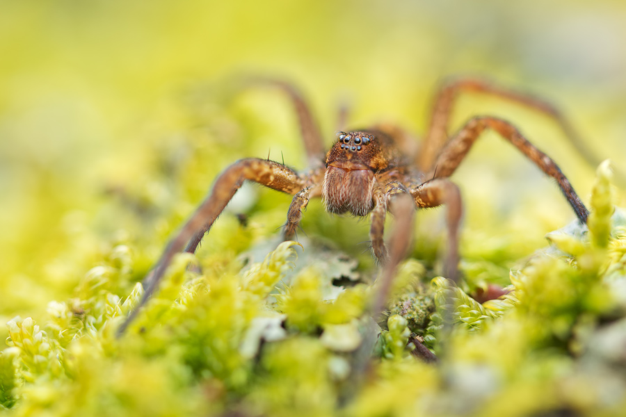 Listspinne, Pisaura mirabilis