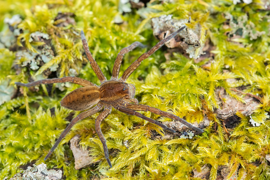 Listspinne, Pisaura mirabilis