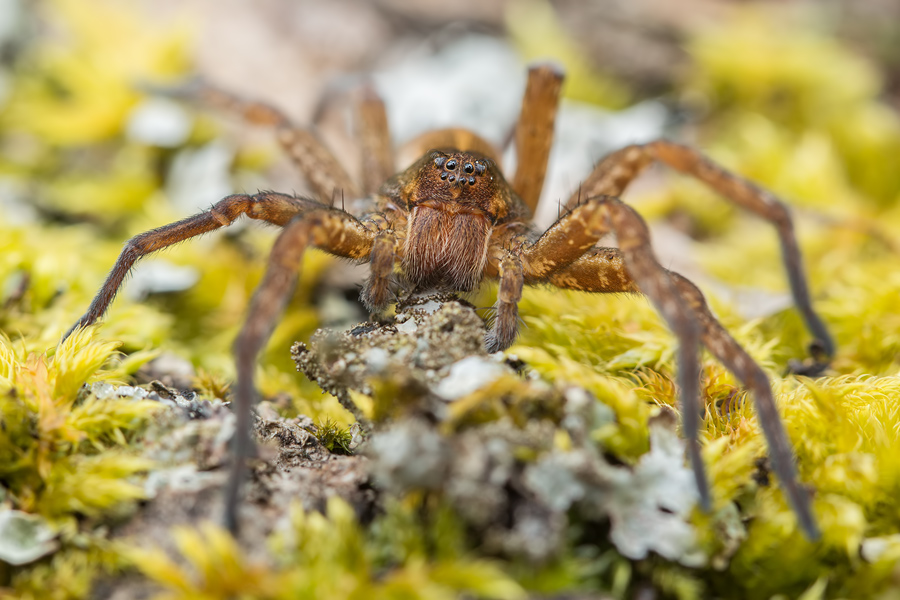 Listspinne, Pisaura mirabilis