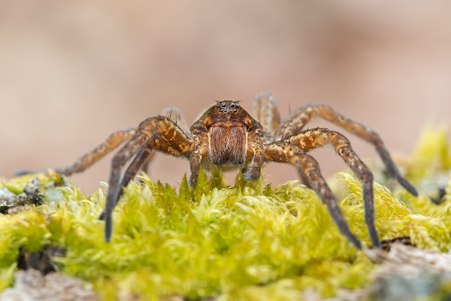 Listspinne, Pisaura mirabilis