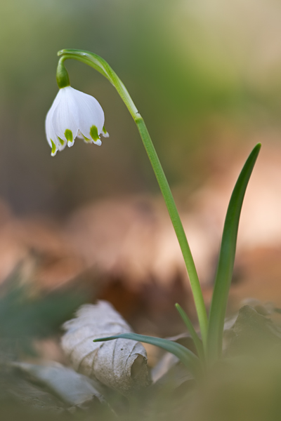 Märzenbecher, Leucojum vernum