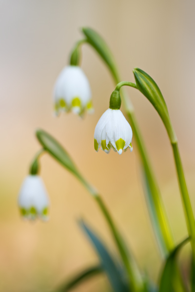 Märzenbecher, Leucojum vernum