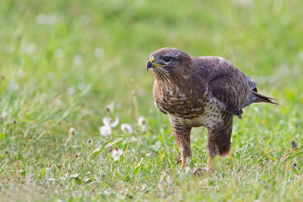 Mäusebussard, Buteo buteo