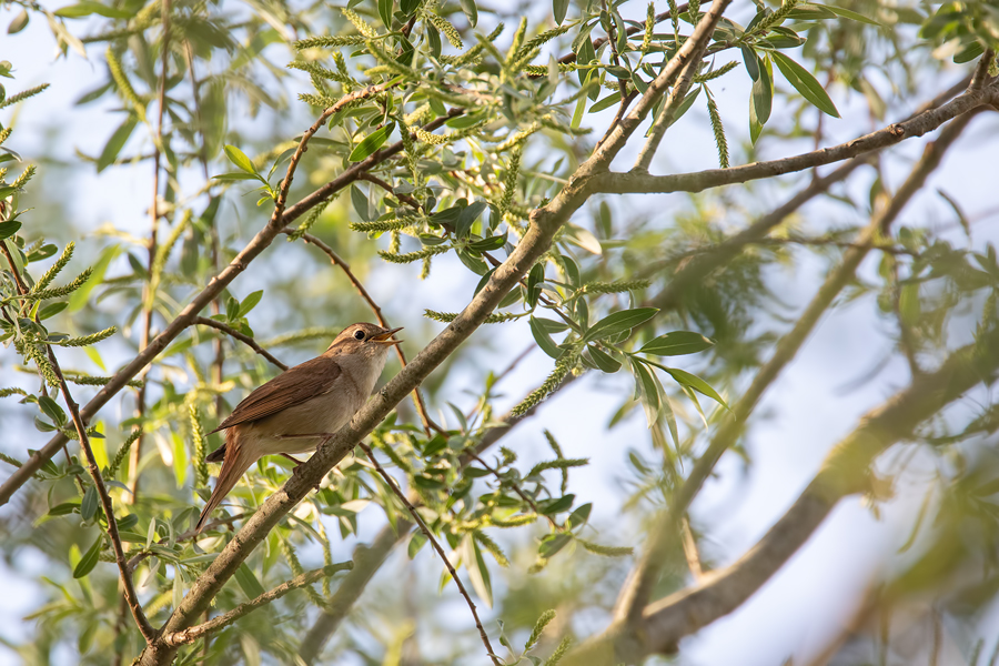 Nachtigall, Luscinia megarhynchos