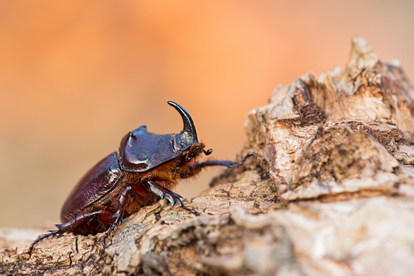 Nashornkäfer, Oryctes nasicornis