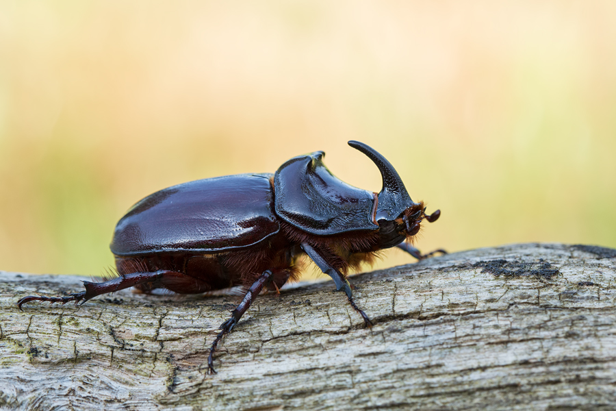 Nashornkäfer, Oryctes nasicornis