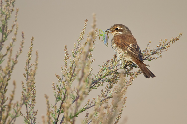 Neuntöter, Lanius collurio