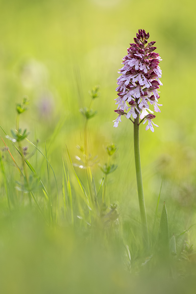 Purpur-Knabenkraut, Orchis purpurea