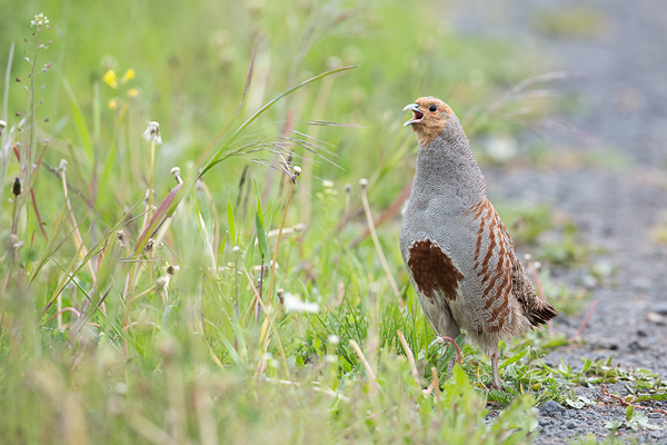 Rebhuhn, Perdix perdix