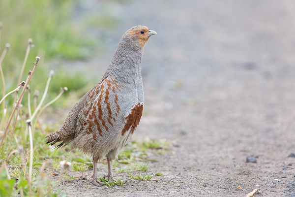 Rebhuhn, Perdix perdix